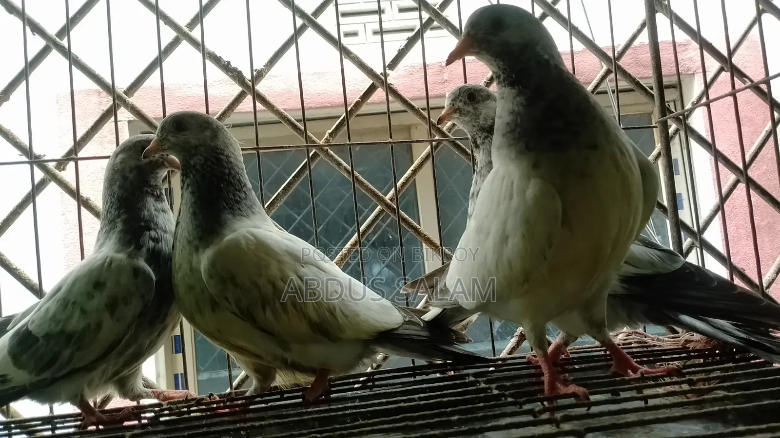 Pigeon chicks