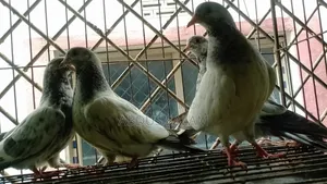 Pigeon chicks