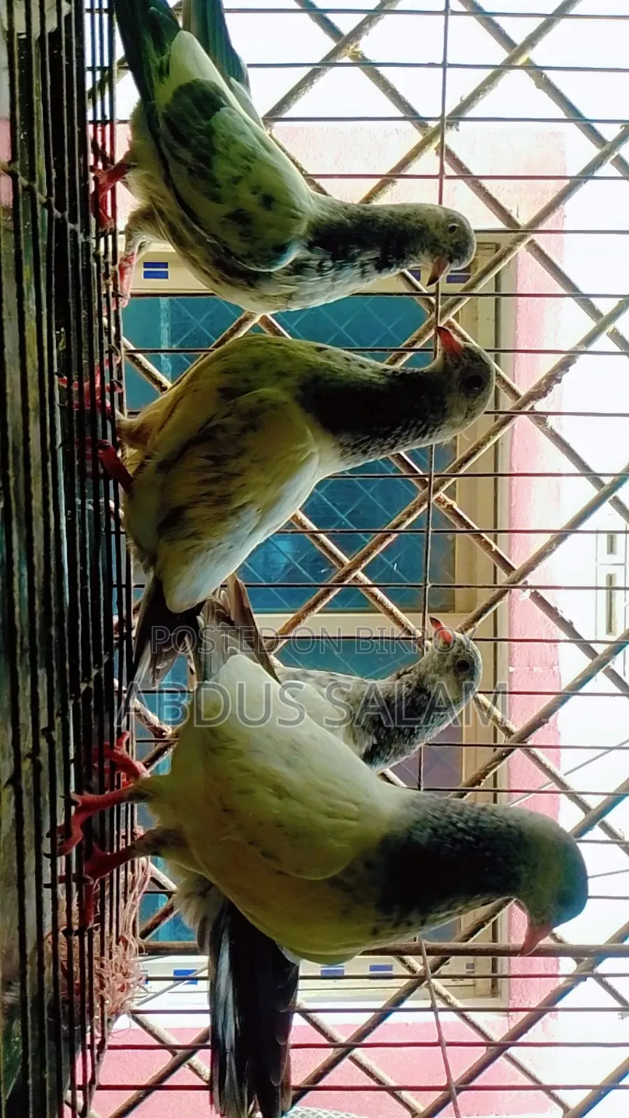 Pigeon chicks