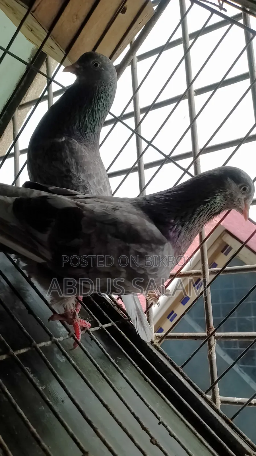 Two Female Pigeons