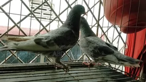 Two Female Pigeons