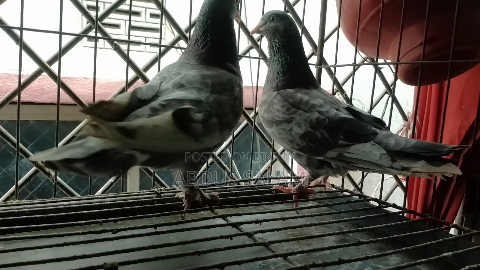 Two Female Pigeons