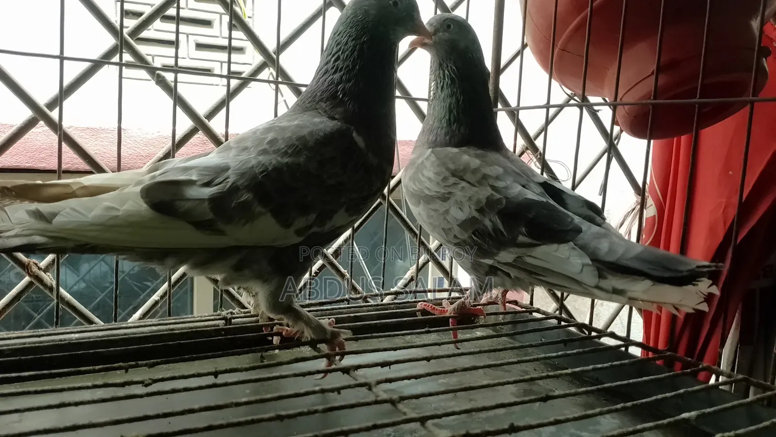 Two Female Pigeons