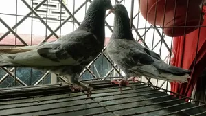 Two Female Pigeons