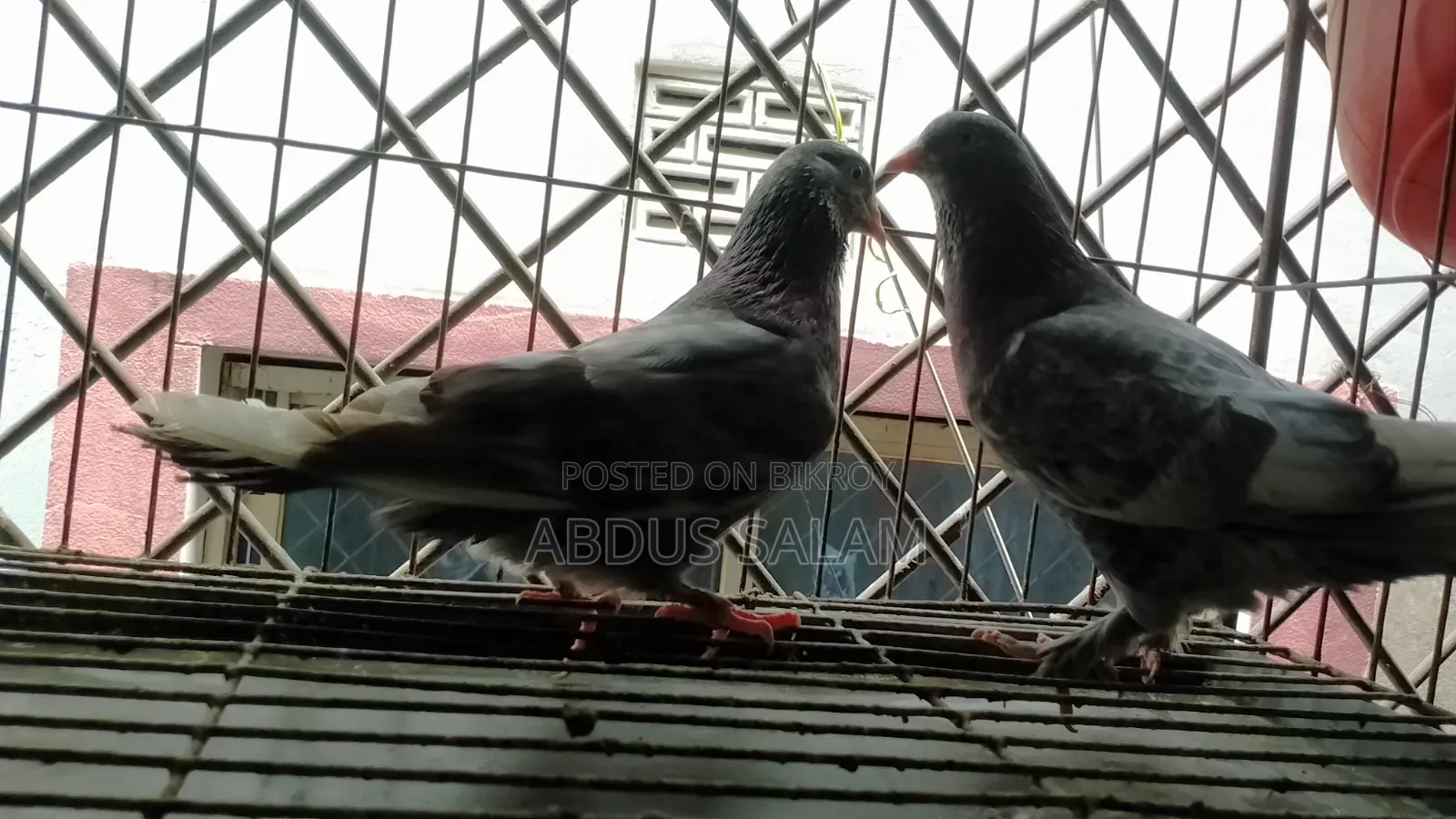 Two Female Pigeons