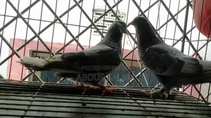 Two Female Pigeons