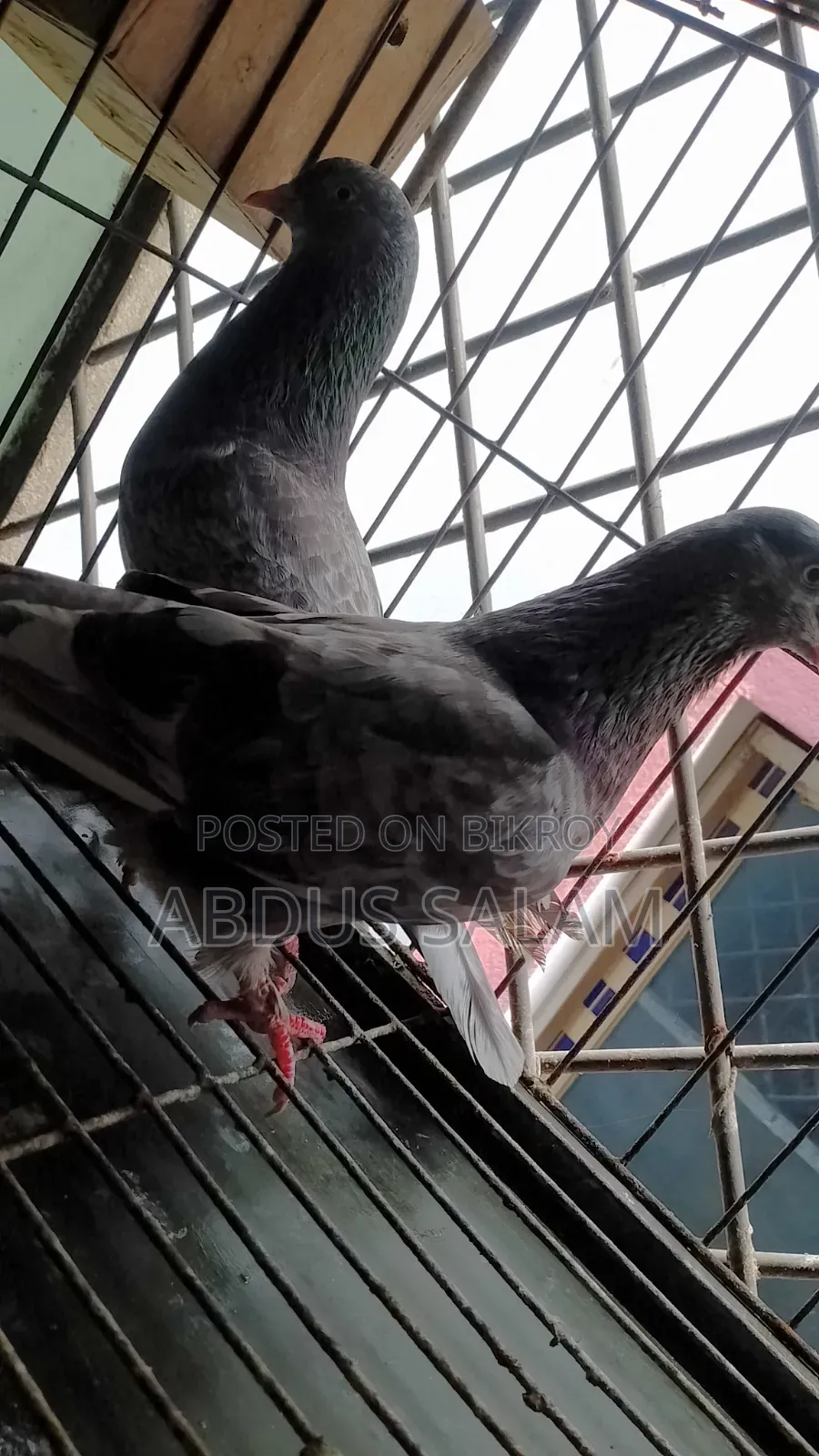 Two Female Pigeons