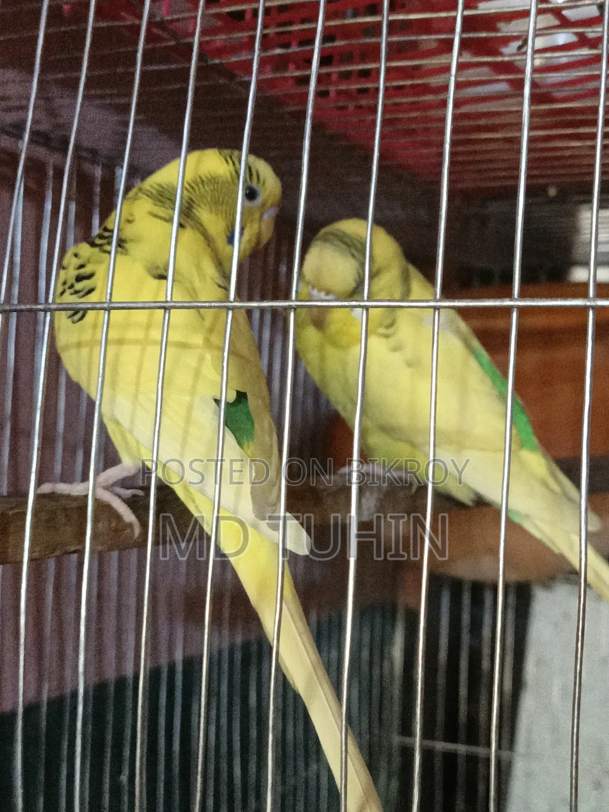 Pied Budgerigar bird for sale.
