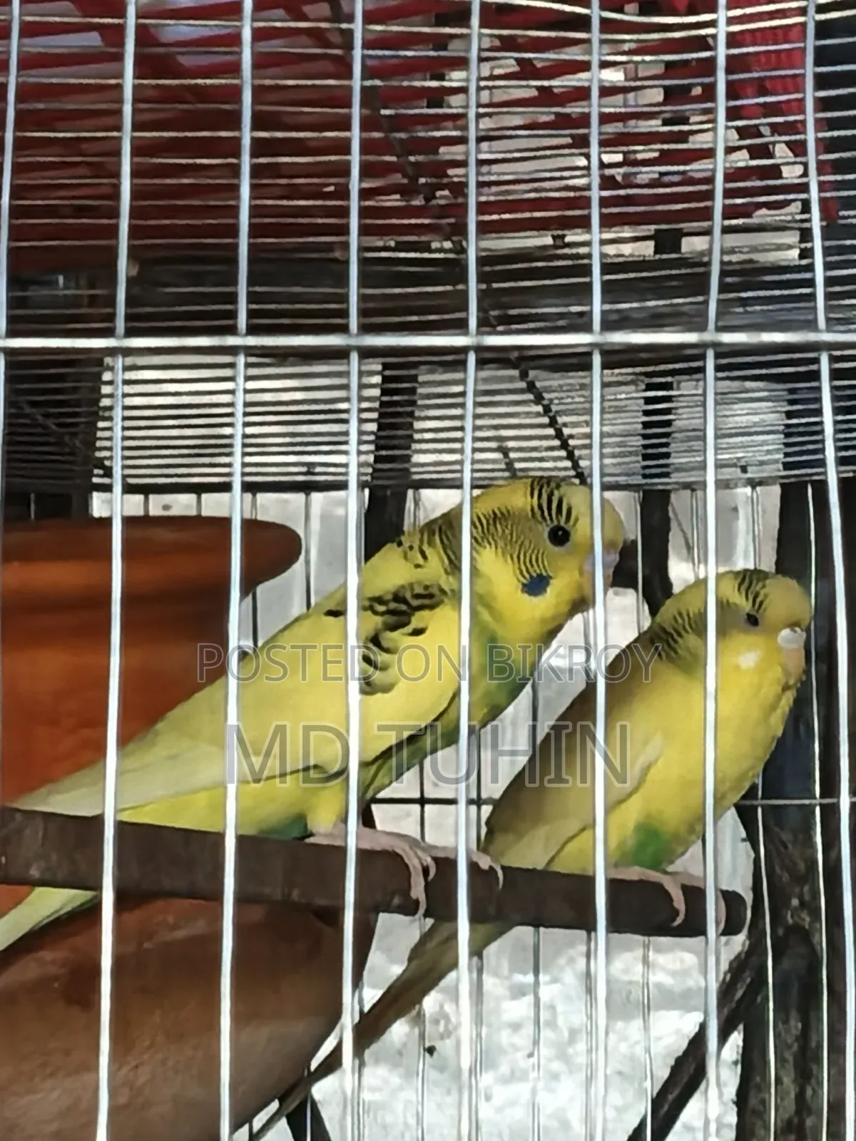 Pied Budgerigar bird for sale.