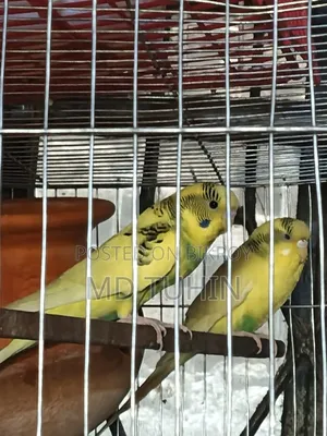 Pied Budgerigar bird for sale.