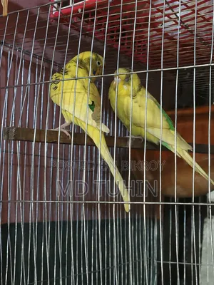 Pied Budgerigar bird for sale.