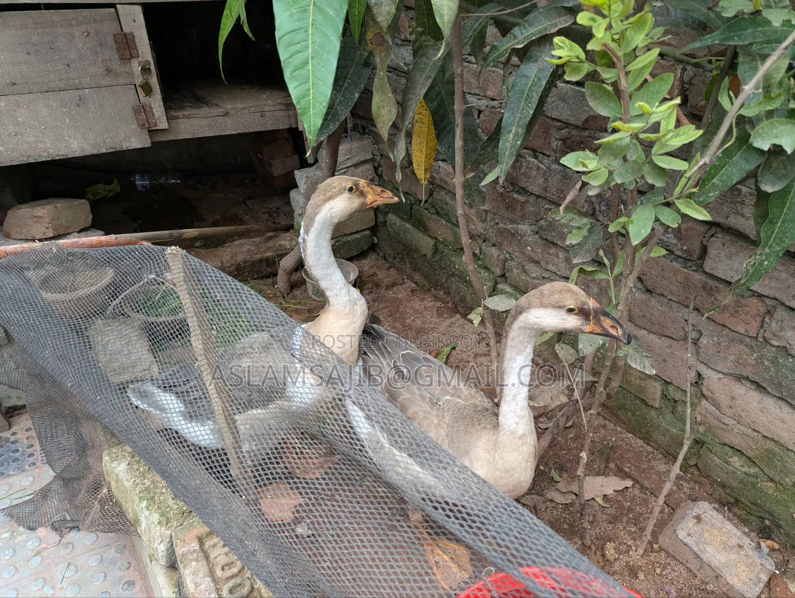 এক জোড়া রাজহাঁস