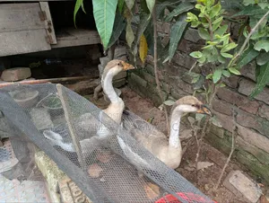 A pair of swans