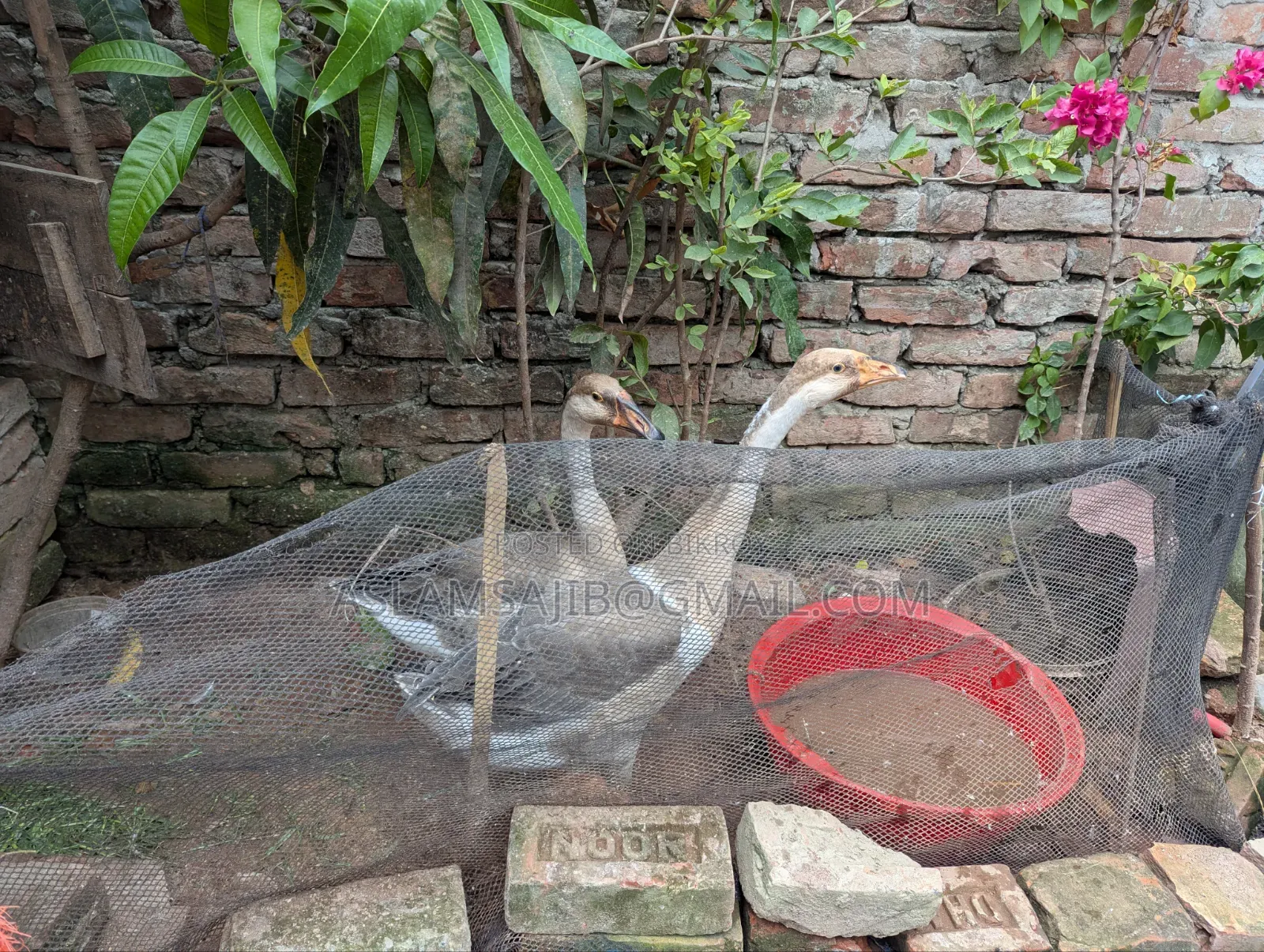 এক জোড়া রাজহাঁস