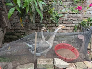 এক জোড়া রাজহাঁস