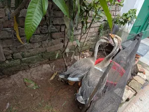 এক জোড়া রাজহাঁস