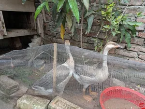 এক জোড়া রাজহাঁস