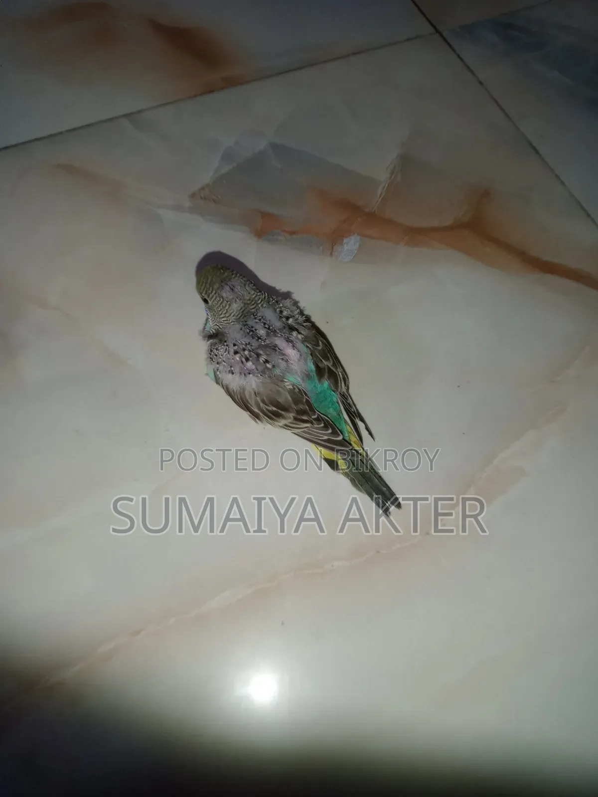 বেবি বাজিগর পাখি