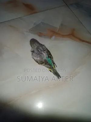 বেবি বাজিগর পাখি