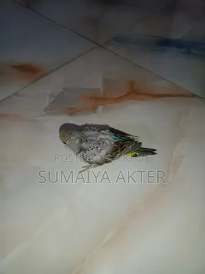 বেবি বাজিগর পাখি