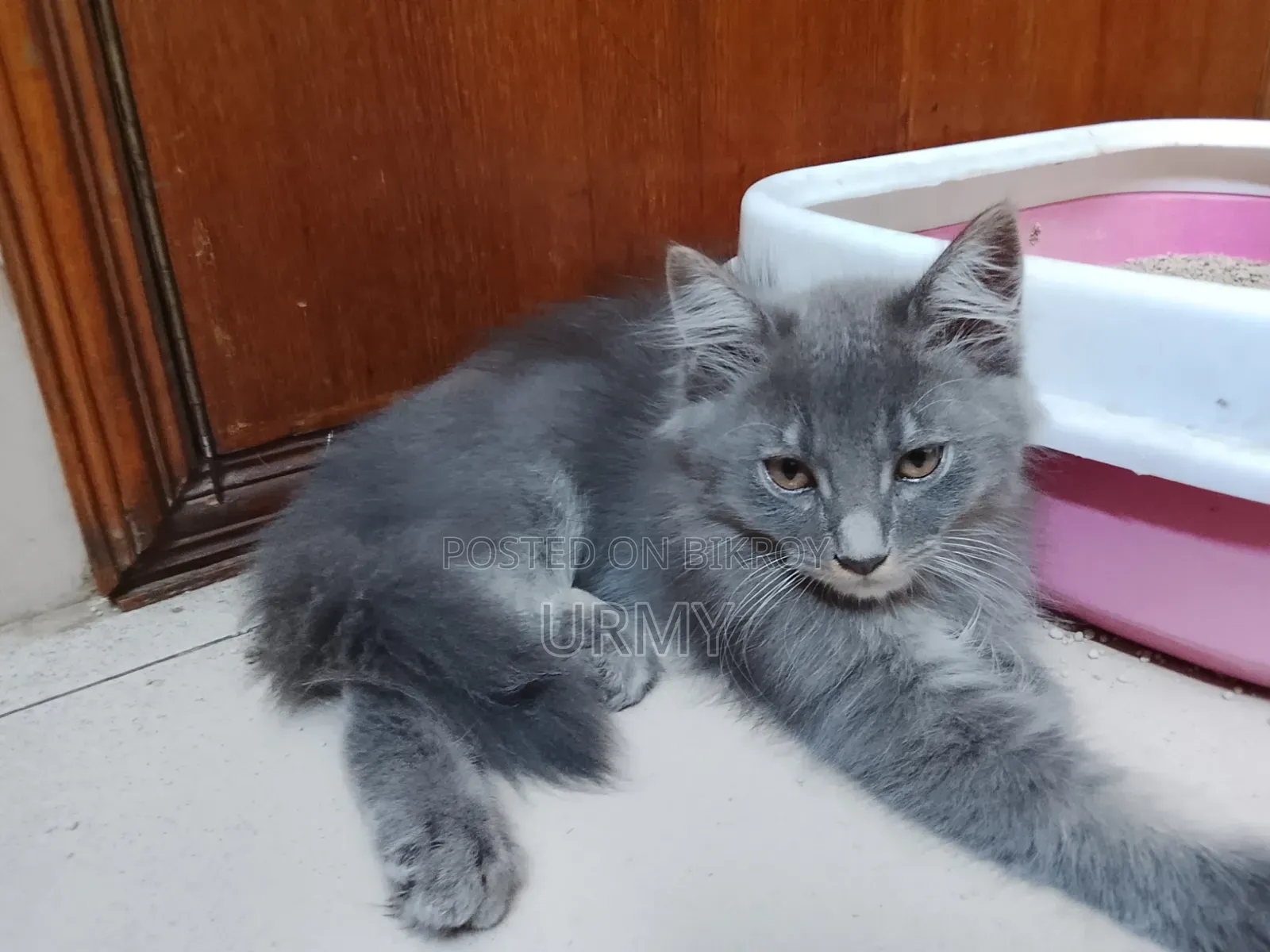 1-3 Months Male Mixed Breed Persian