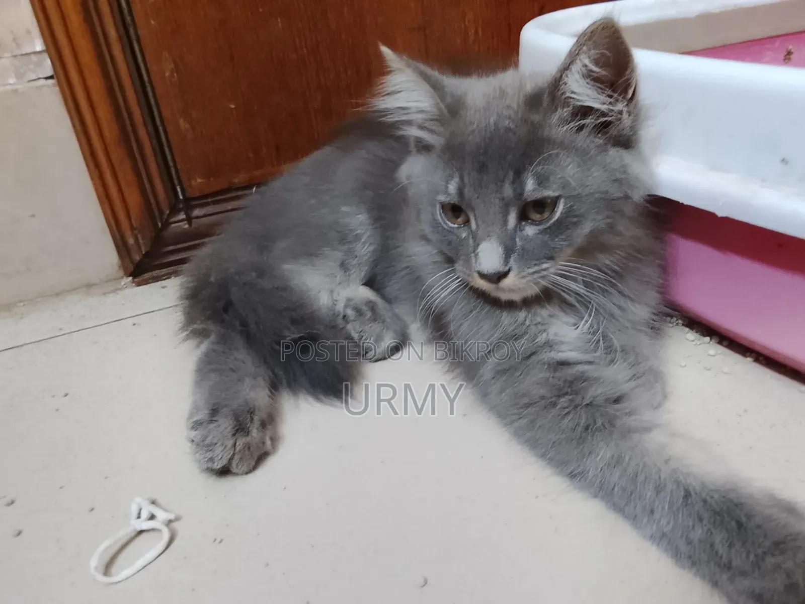 1-3 Months Male Mixed Breed Persian