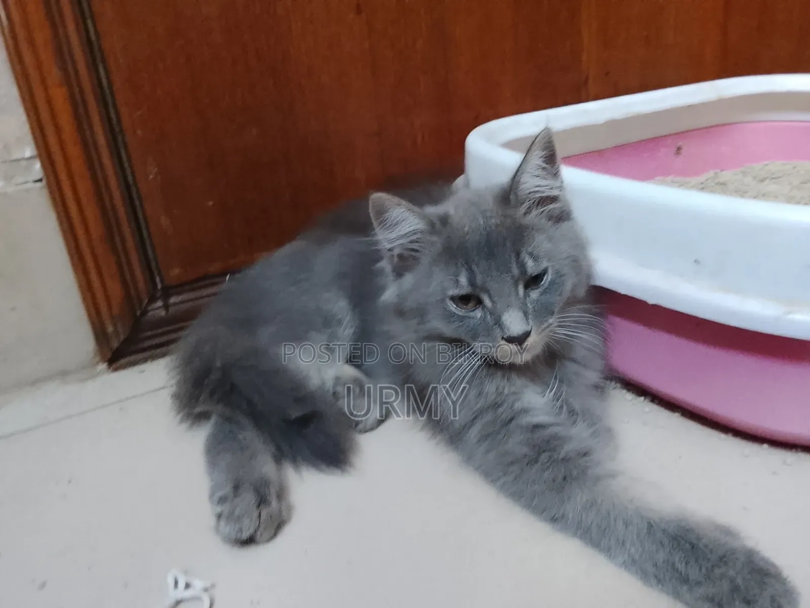1-3 Months Male Mixed Breed Persian