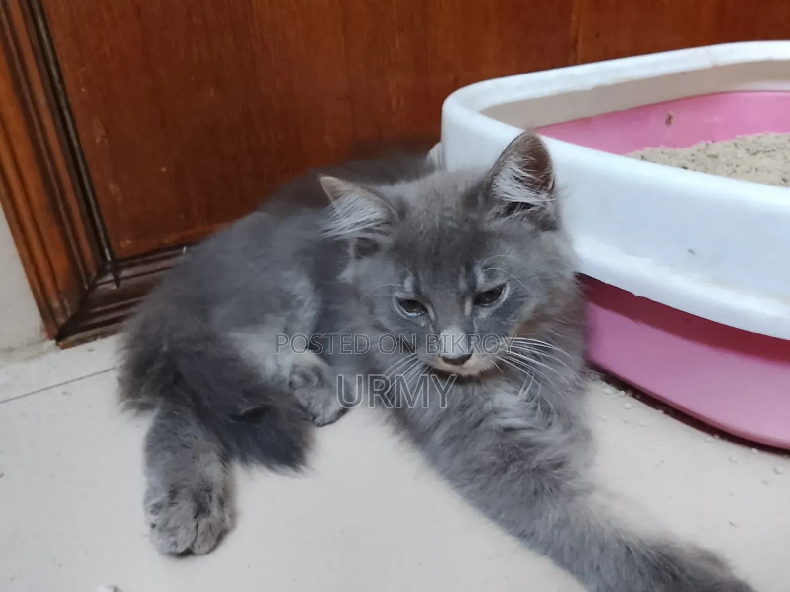 1-3 Months Male Mixed Breed Persian