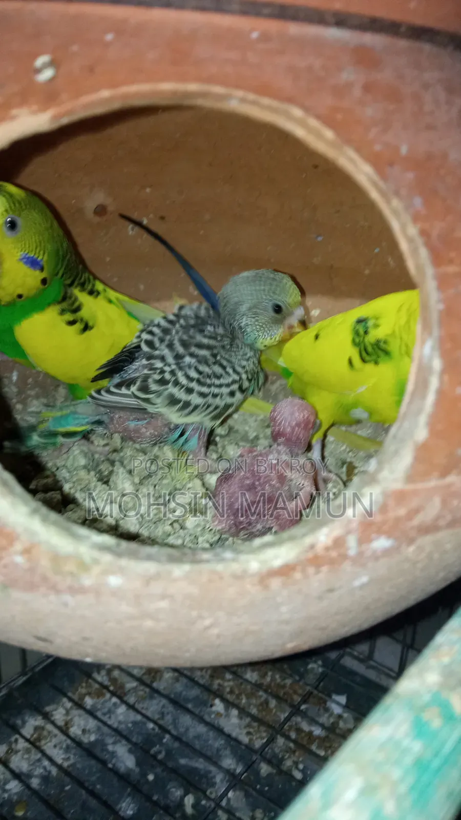 Budgie birds with chicks for sale