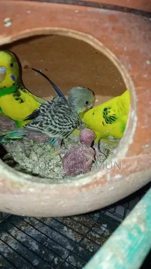 Budgie birds with chicks for sale