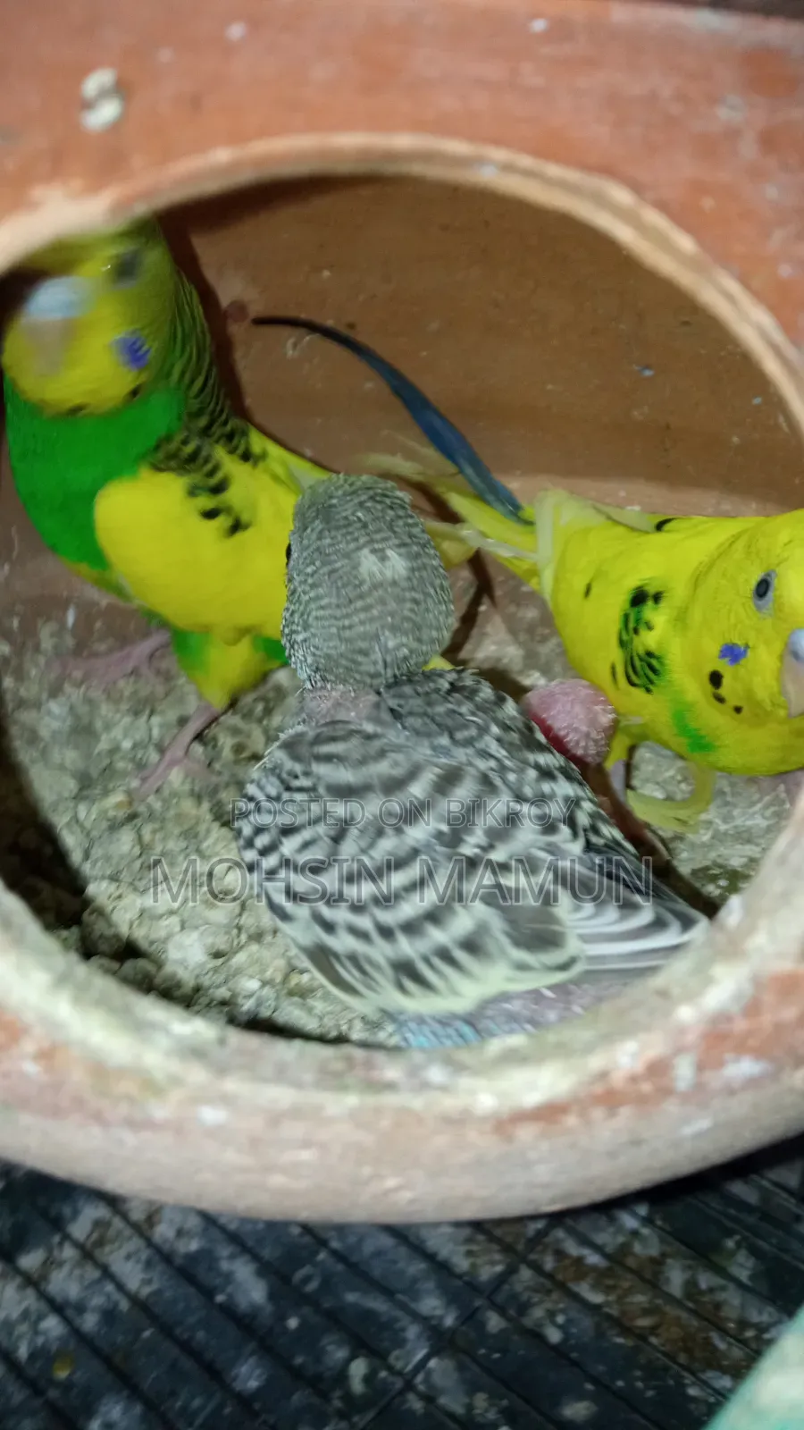Budgie birds with chicks for sale