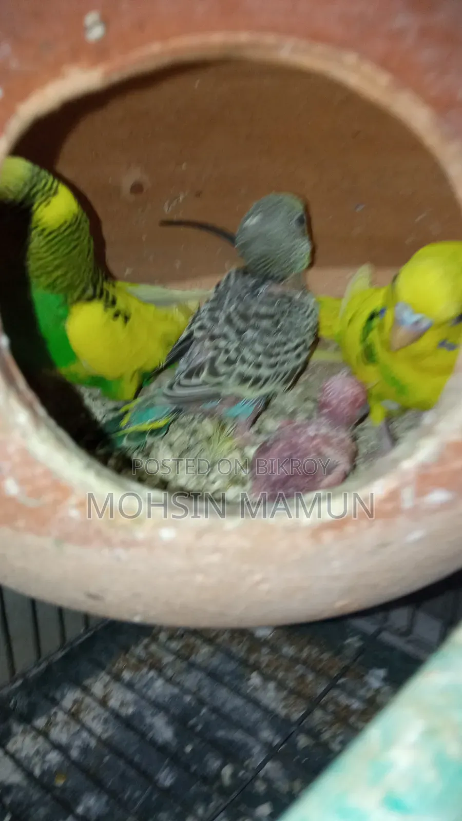 Budgie birds with chicks for sale