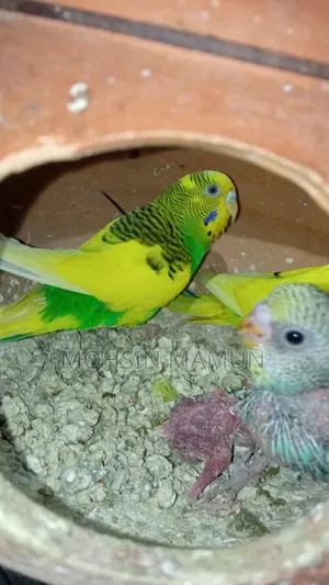 Budgie birds with chicks for sale