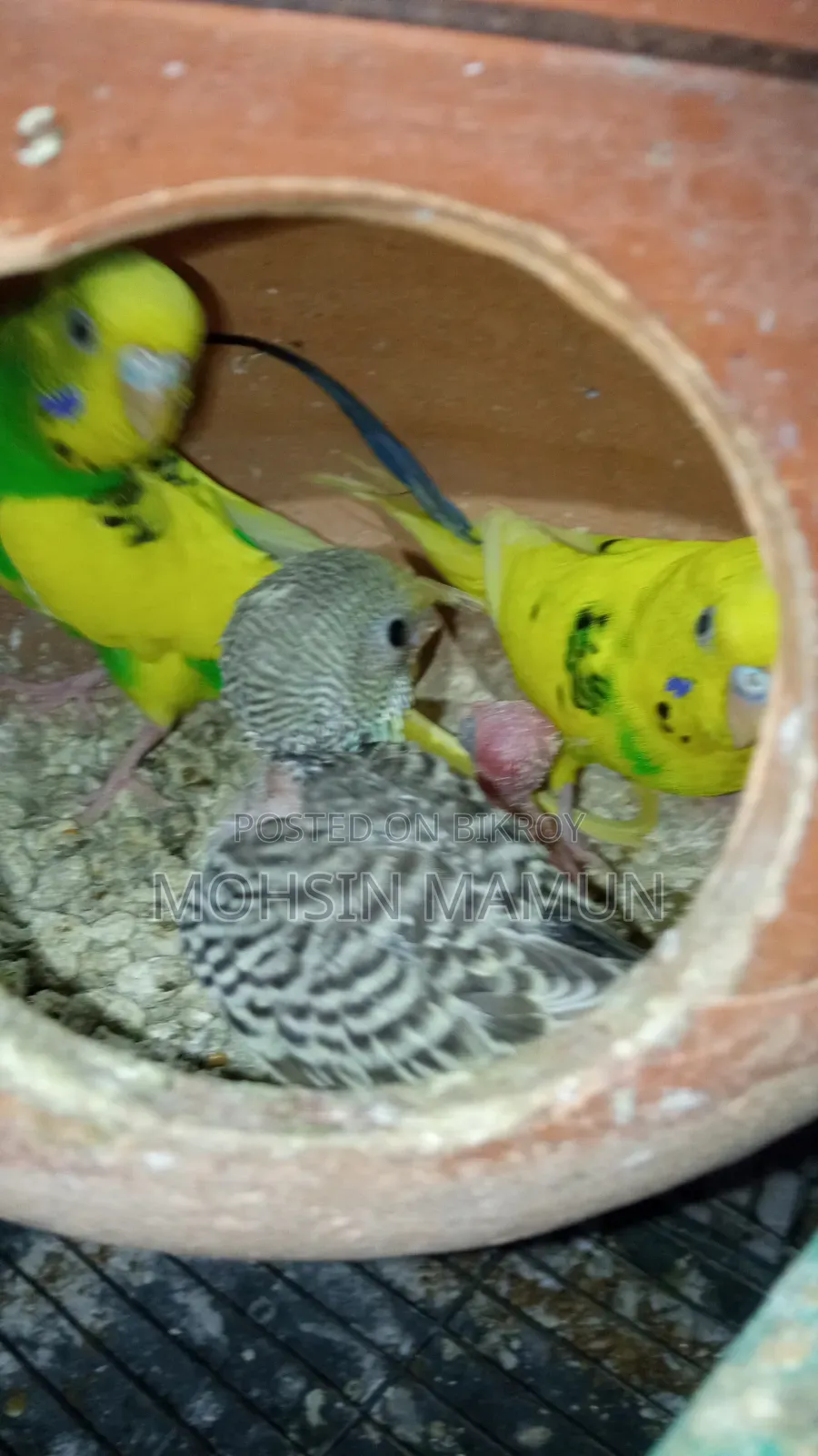 Budgie birds with chicks for sale
