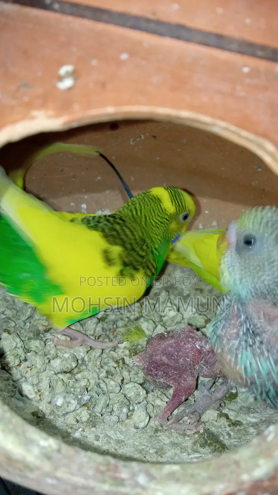Budgie birds with chicks for sale