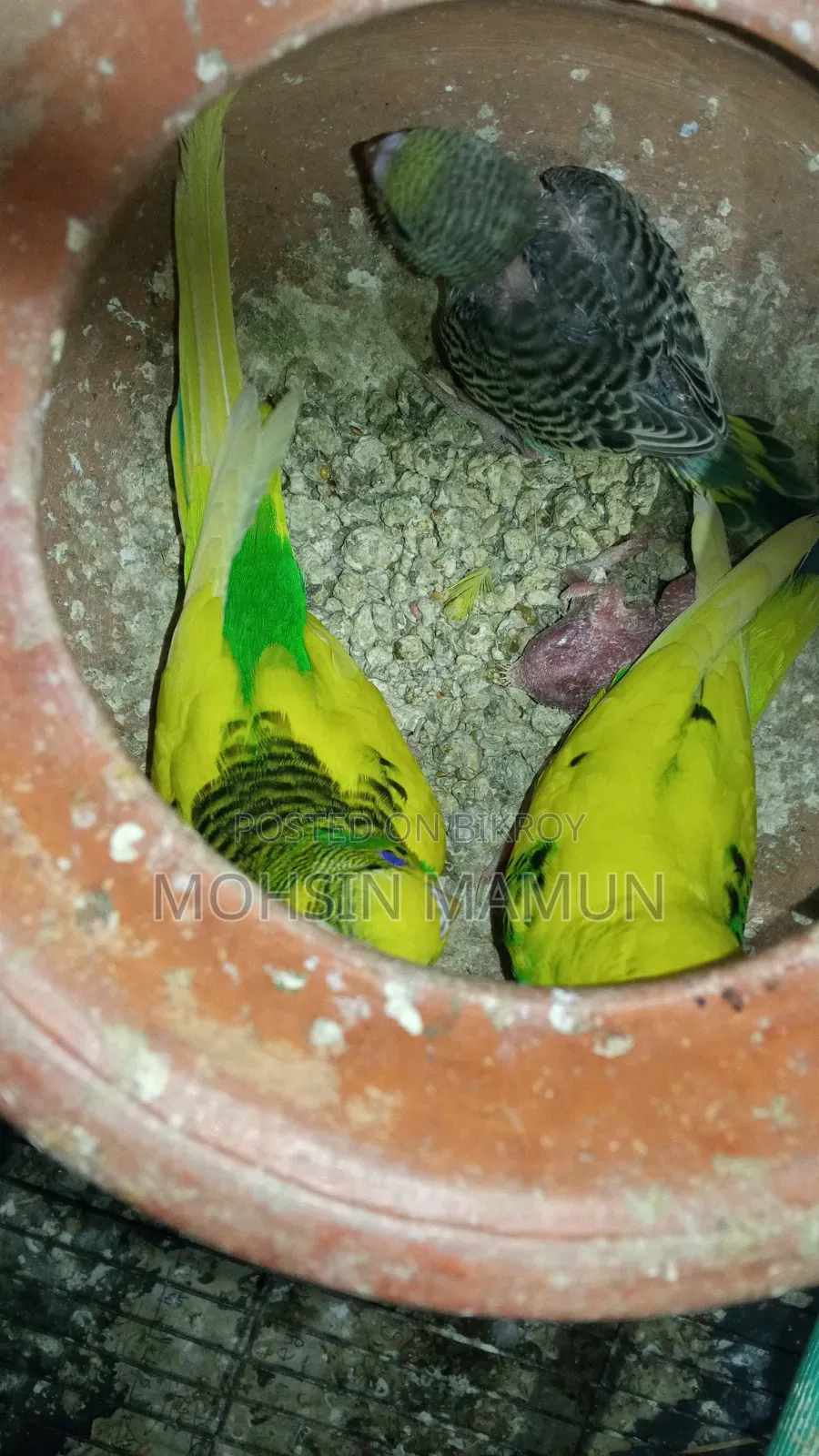 Budgie birds with chicks for sale