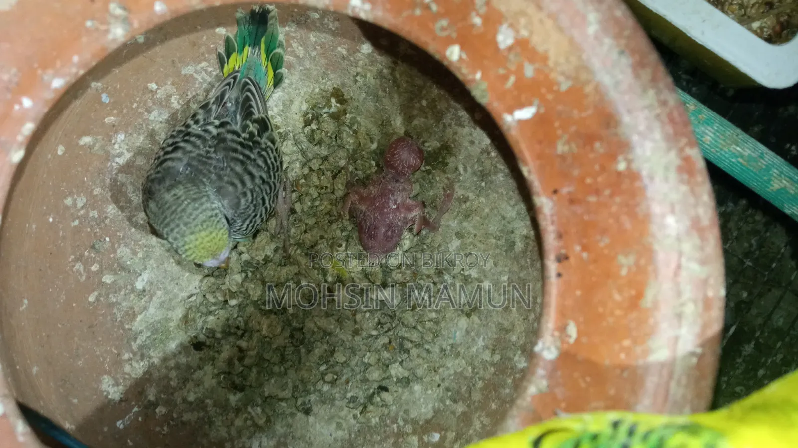 Budgie birds with chicks for sale