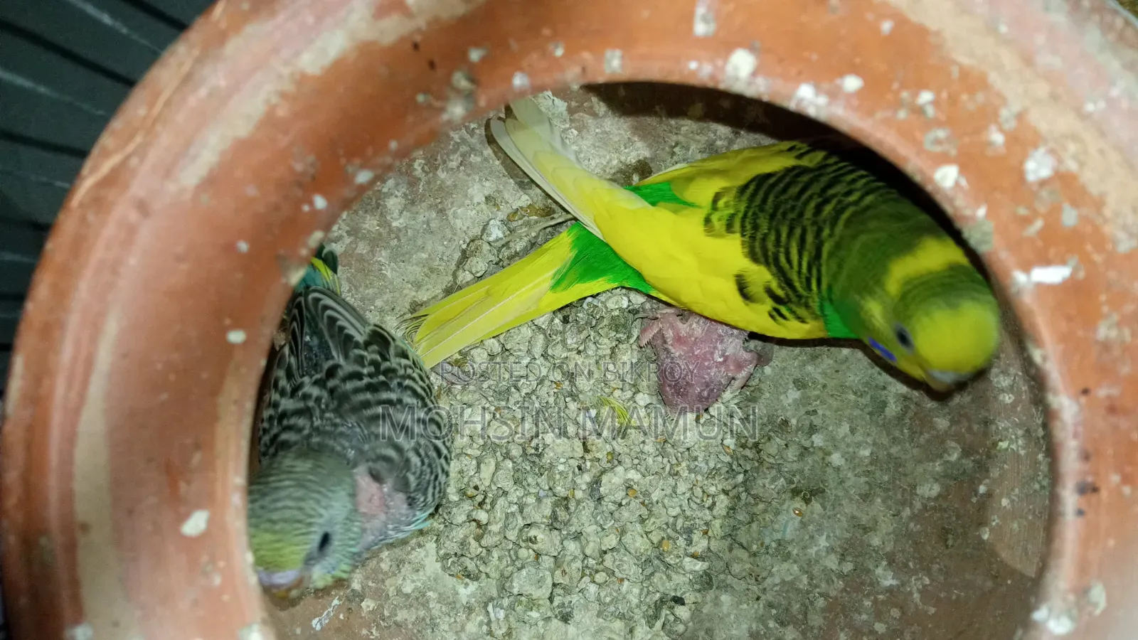 Budgie birds with chicks for sale