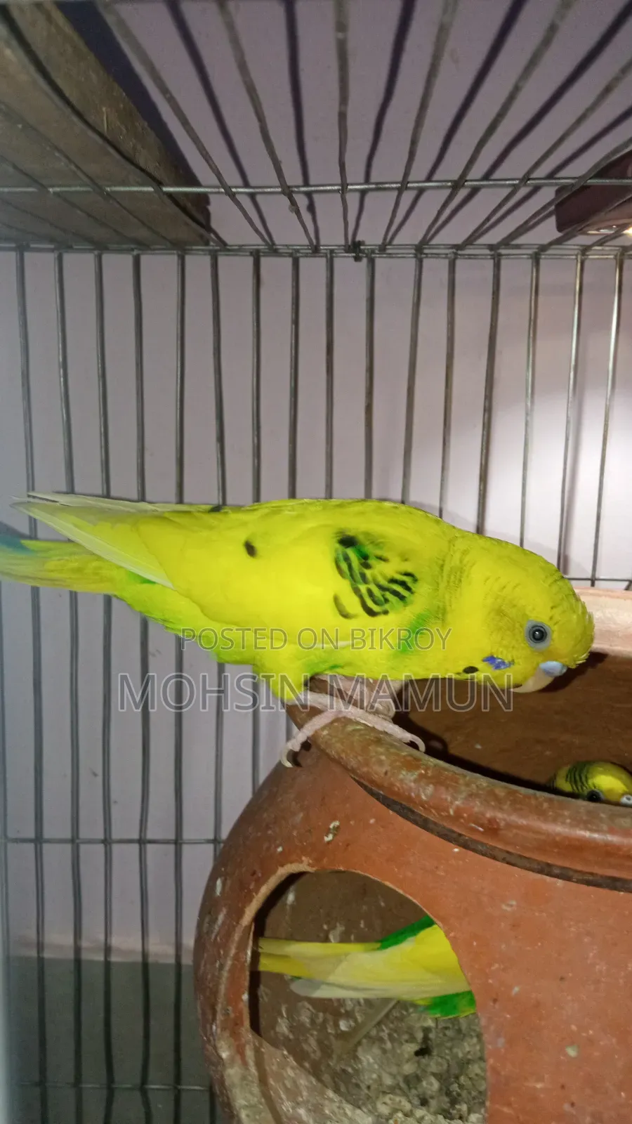 Budgie birds with chicks for sale