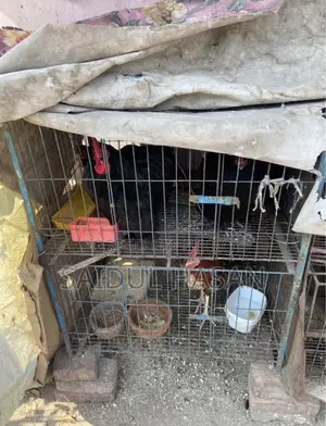 মুরগির খাচা , কবুতরের খাচা