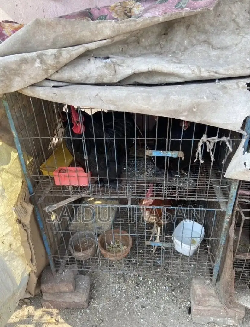 Chicken cage, Pigeon cage