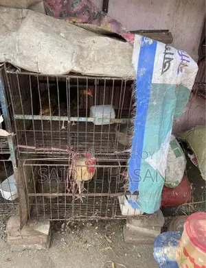 Chicken cage, Pigeon cage