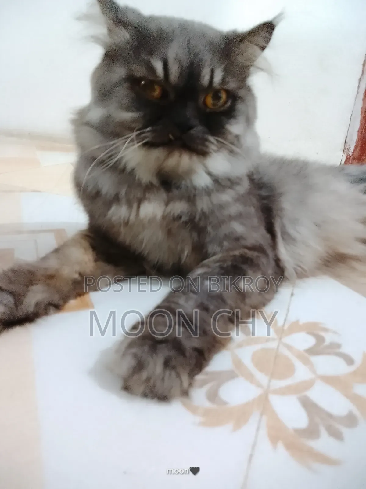 6-12 Months Male Purebred Persian