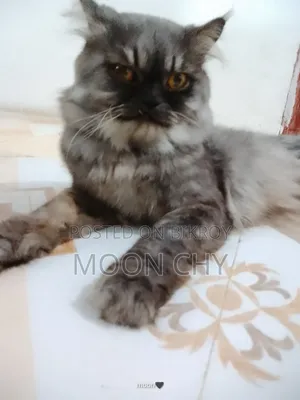 6-12 Months Male Purebred Persian