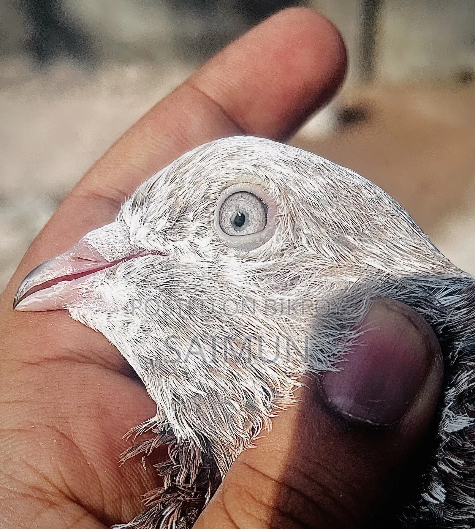 Indian + Pakistani Pigeon