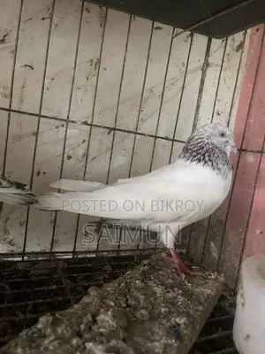 Indian + Pakistani Pigeon