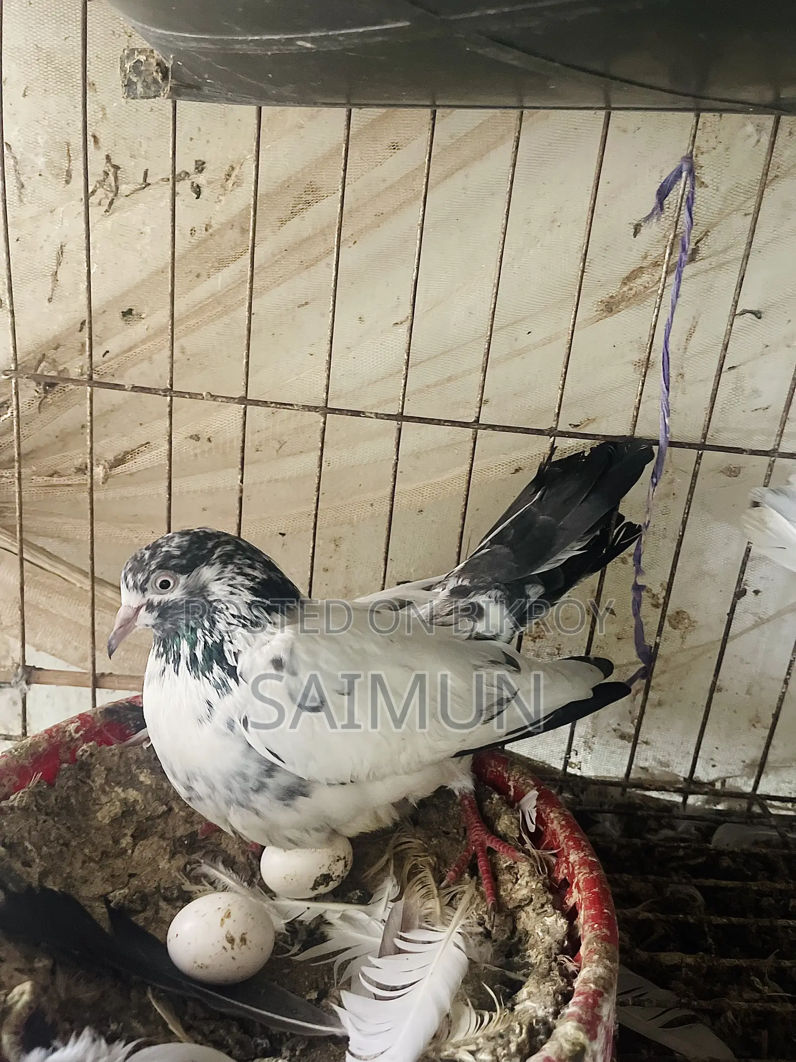 Indian + Pakistani Pigeon