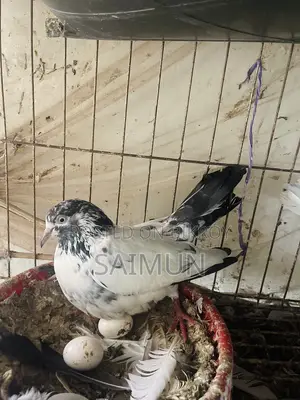 Indian + Pakistani Pigeon