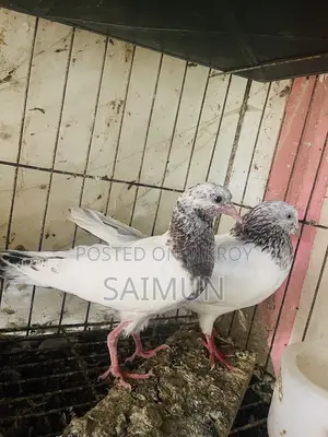 Indian + Pakistani Pigeon