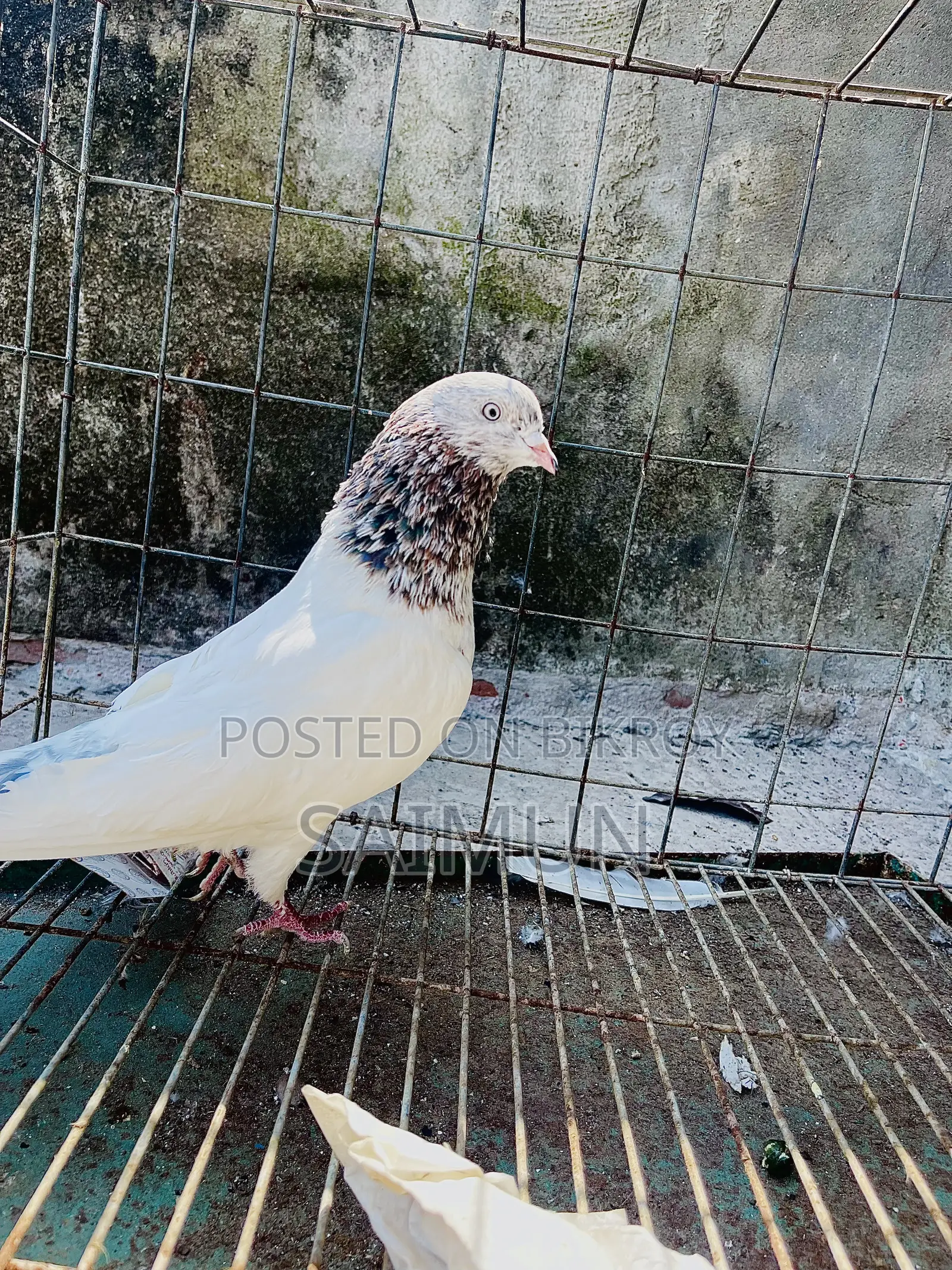 Indian + Pakistani Pigeon